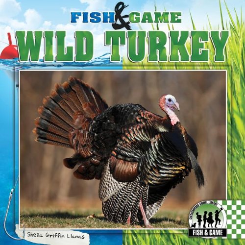 Wild turkey